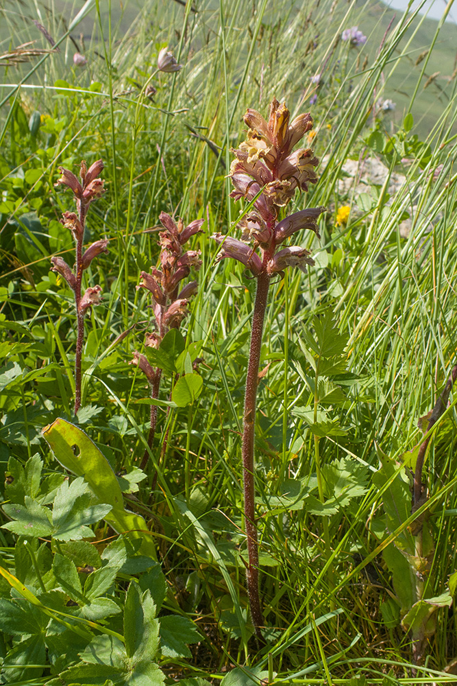 Image of Orobanche owerinii specimen.
