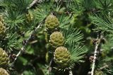 род Larix. Шишки. Приморский край, Хасанский р-н, Зарубинское гор. пос., окр. с. Витязь, приморский склон. 22.07.2026.