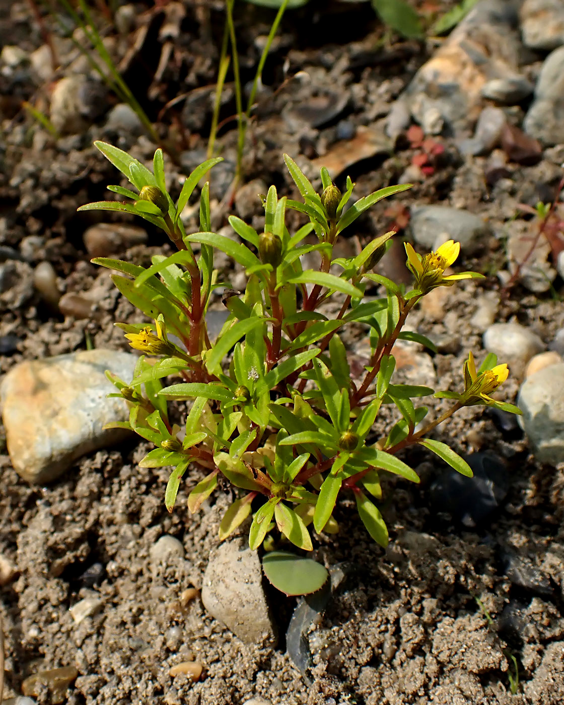 Изображение особи род Bidens.