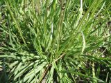 Plantago salsa. Прикорневая часть растения. Казахстан, Сырдарьинский Каратау, Юго-Восточный Каратау, юго-вост. подножья гор Улькен-Актау, обращенные к котловине оз. Бийликоль, сазы. 30 мая 2026 г.