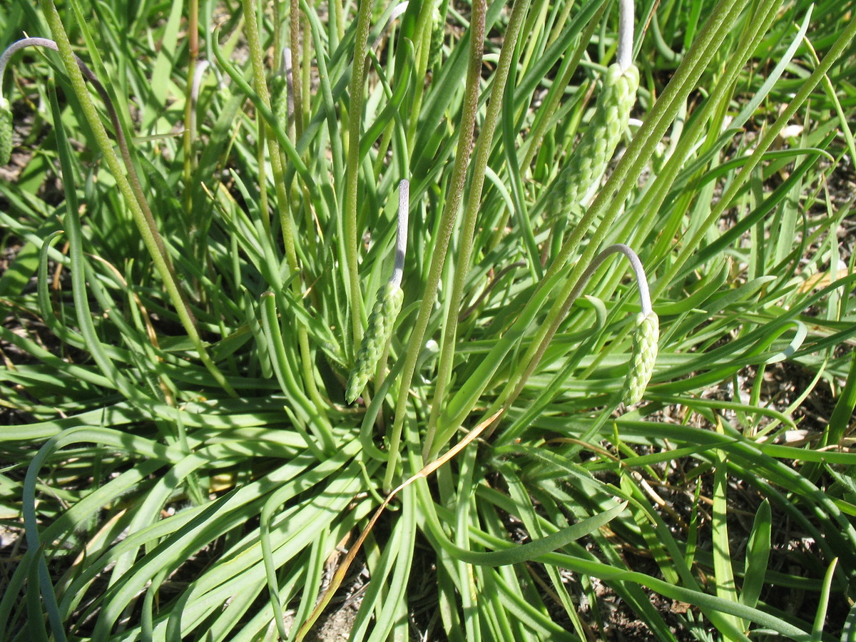 Image of Plantago salsa specimen.