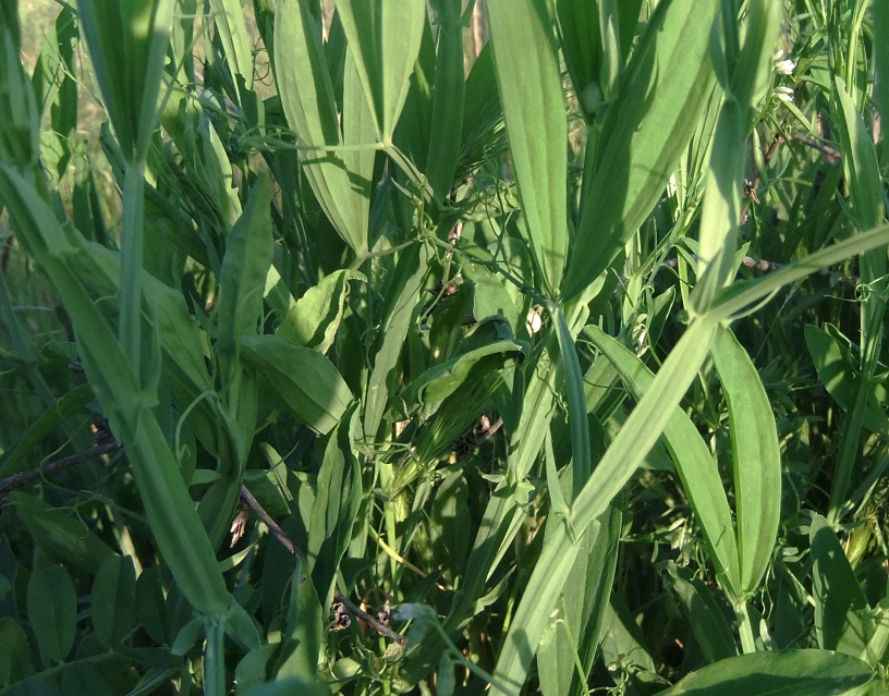 Изображение особи Lathyrus sylvestris.