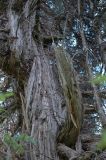 Juniperus seravschanica