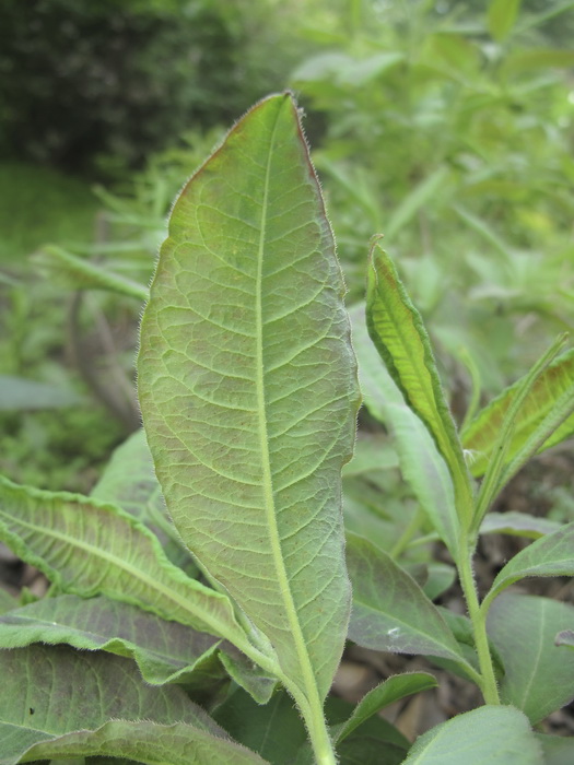 Image of Rhododendron luteum specimen.