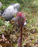 Pedicularis sceptrum-carolinum