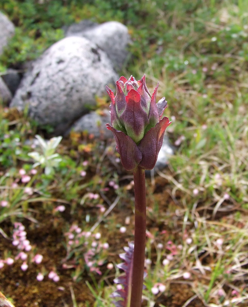 Изображение особи Pedicularis sceptrum-carolinum.