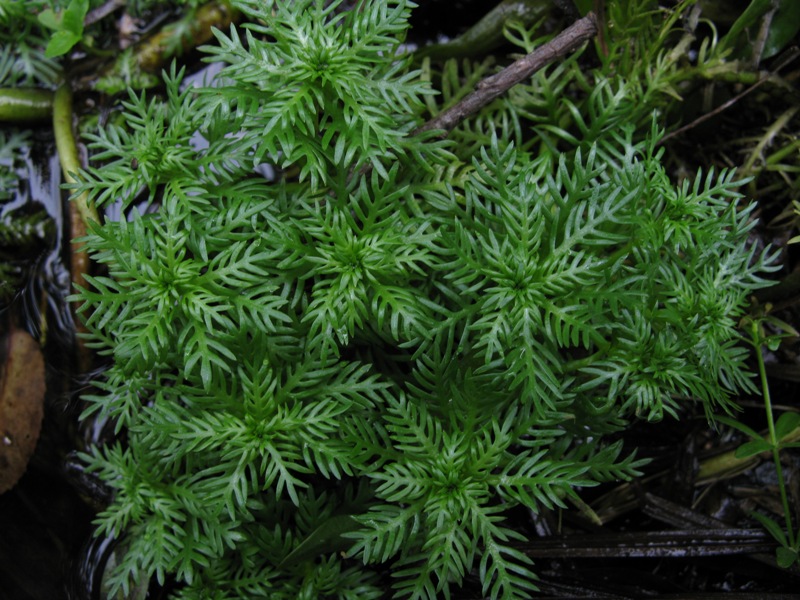 Image of Hottonia palustris specimen.