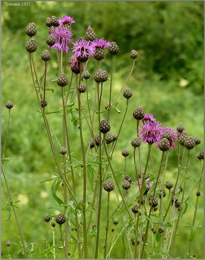 Image of Centaurea scabiosa specimen.