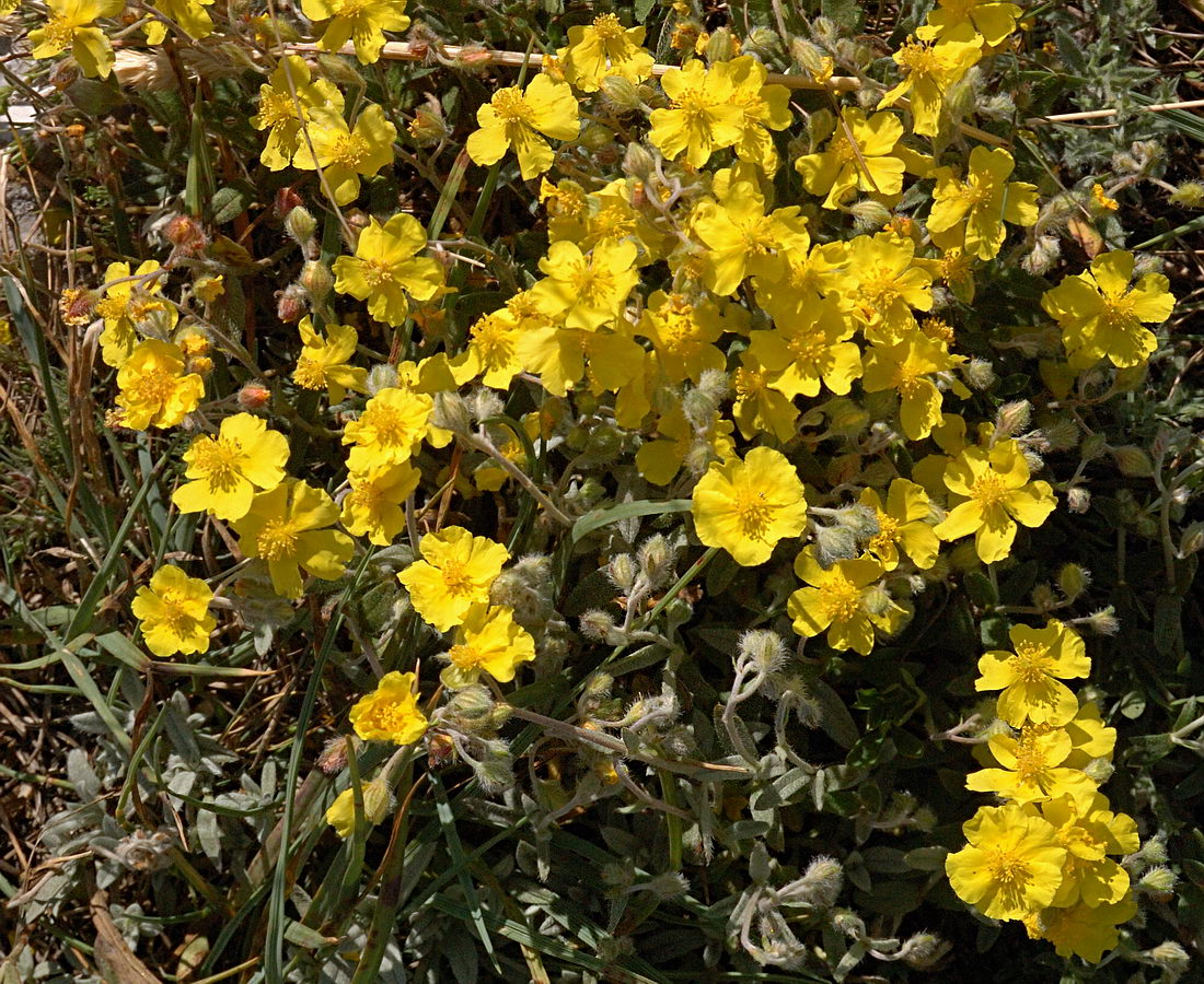 Изображение особи Helianthemum orientale.