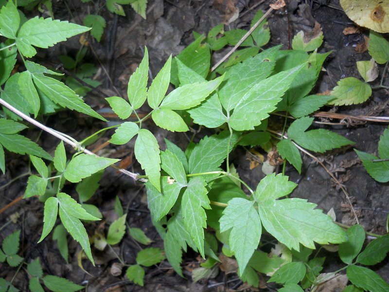 Image of Atragene sibirica specimen.