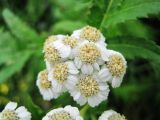 Pyrethrum macrophyllum