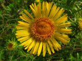 Inula britannica