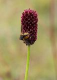 Sanguisorba officinalis