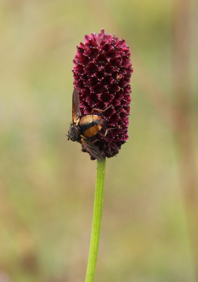 Изображение особи Sanguisorba officinalis.