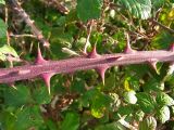 Rubus ulmifolius