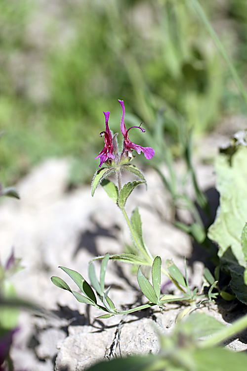 Изображение особи Hypogomphia purpurea.