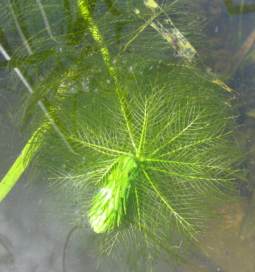 Изображение особи Myriophyllum verticillatum.