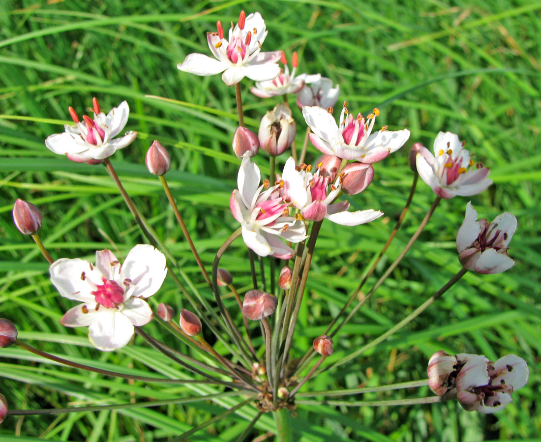 Изображение особи Butomus umbellatus.