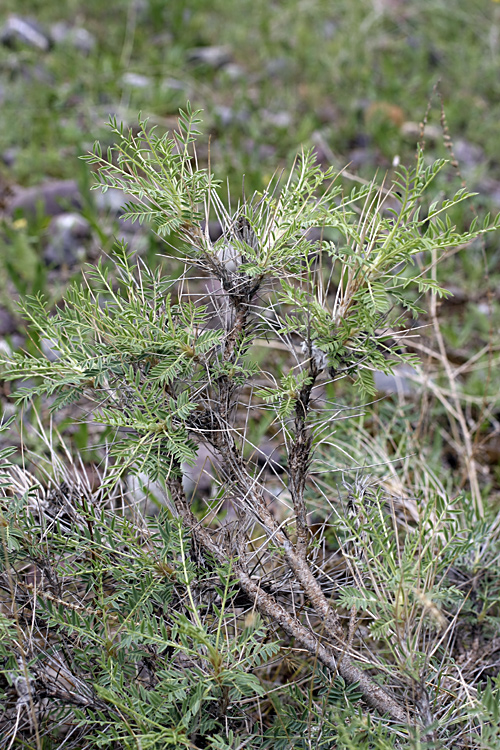 Изображение особи Astragalus pterocephalus.