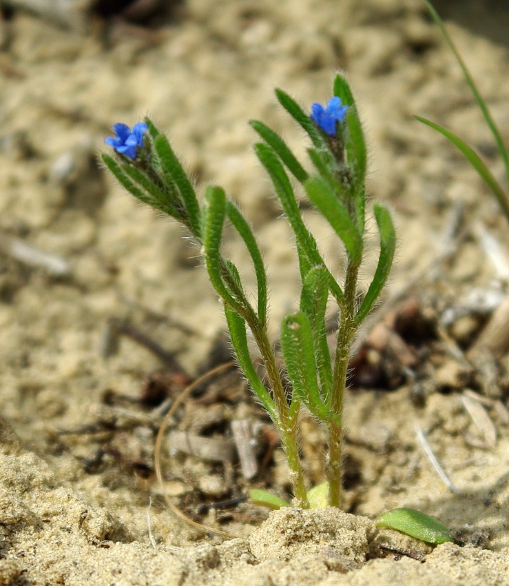 Image of genus Heterocaryum specimen.