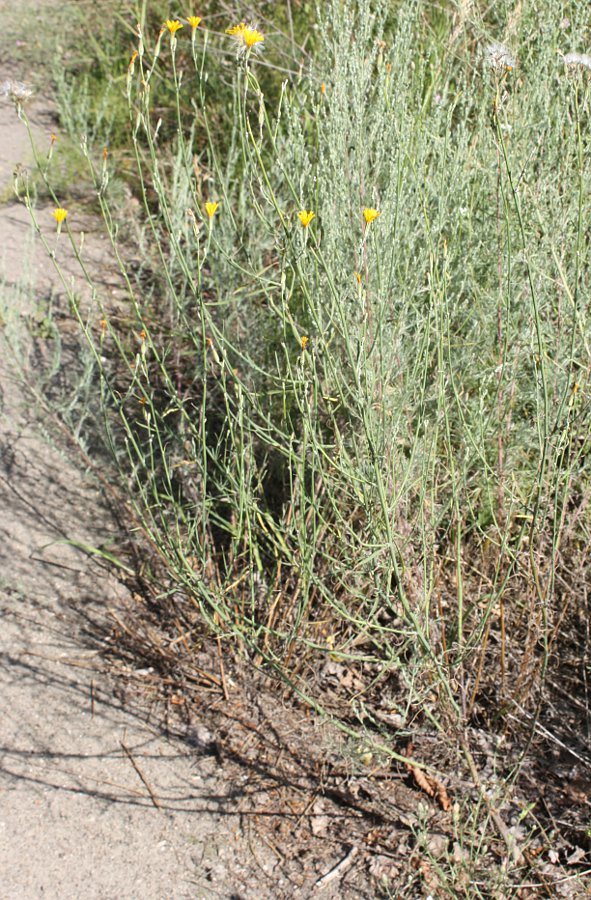 Изображение особи Chondrilla juncea.