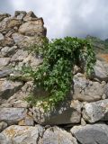 Bryonia dioica. Цветущее растение на каменной стене. Кабардино-Балкария, Верхняя Балкария, археологический комплекс \"Старый Город\". 07.07.2009.