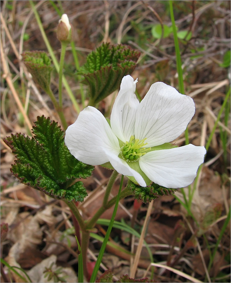 Image of Rubus chamaemorus specimen.