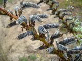 Lupinus polyphyllus. Зрелые плоды. Чувашия, окр. г. Шумерля, \"Подвенец\". 8 июля 2007 г.