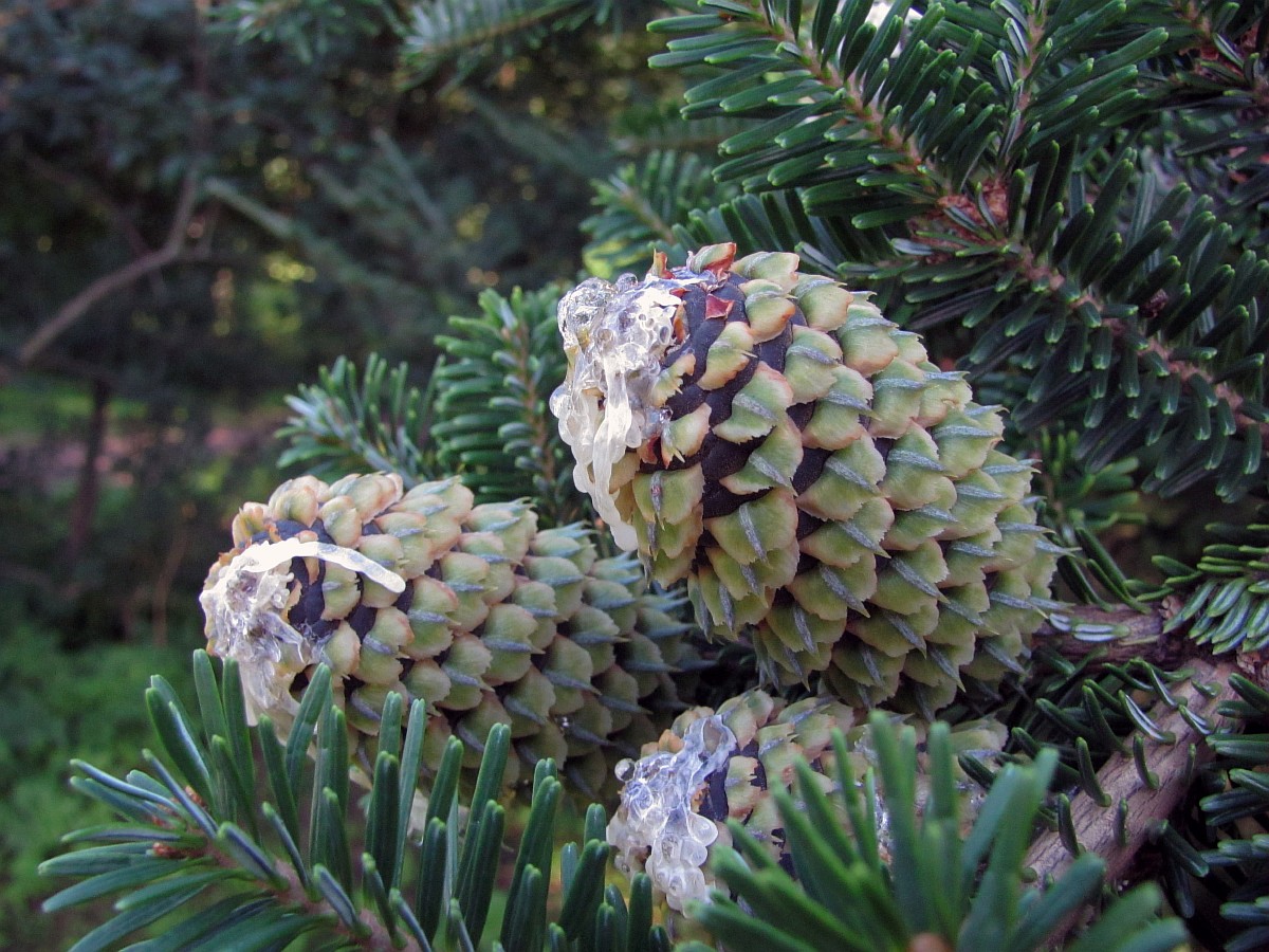 Изображение особи Abies fraseri.