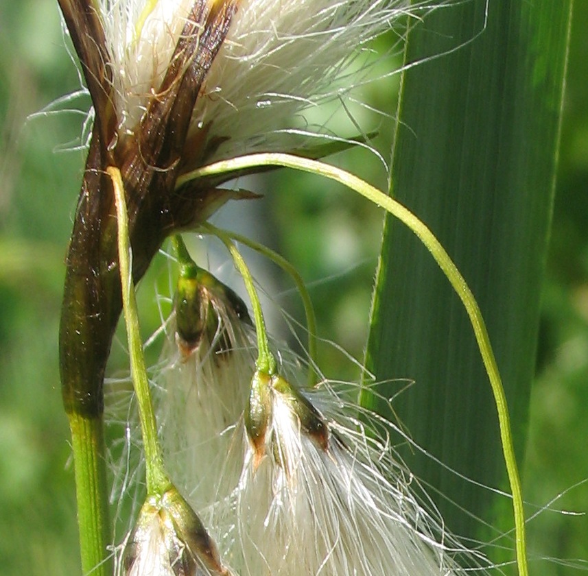 Изображение особи Eriophorum latifolium.