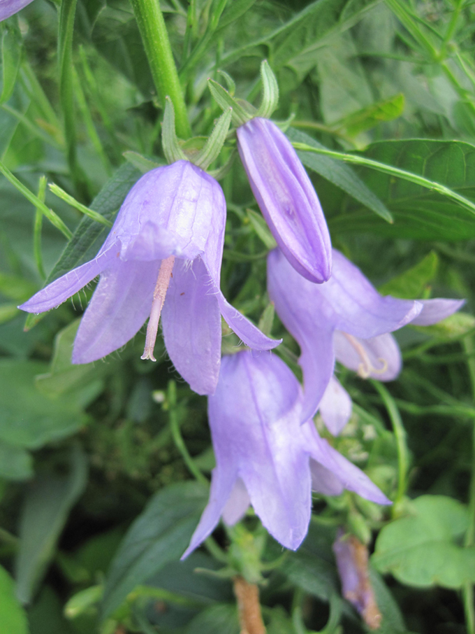 Image of Campanula rapunculoides specimen.