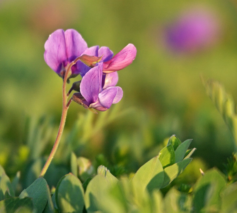 Image of Lathyrus japonicus ssp. pubescens specimen.