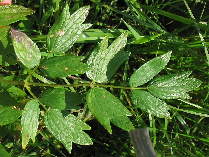 Image of Thalictrum flavum specimen.