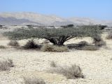 Vachellia tortilis