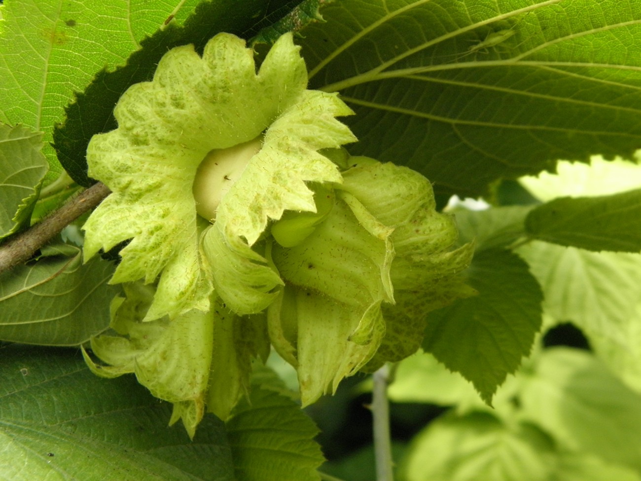 Image of Corylus heterophylla specimen.