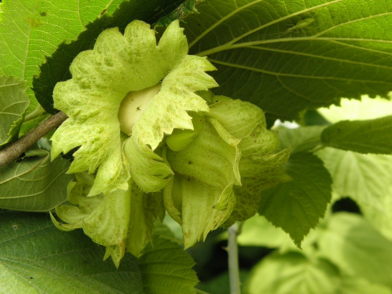 Изображение особи Corylus heterophylla.