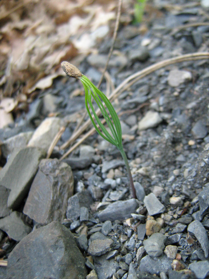 Image of Pinus pallasiana specimen.