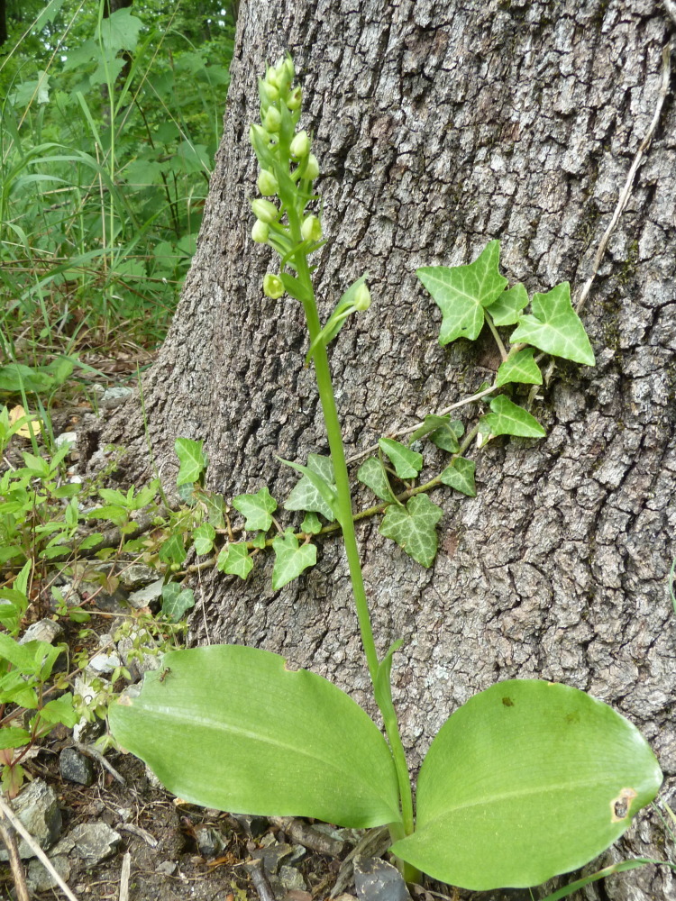 Image of Platanthera chlorantha specimen.