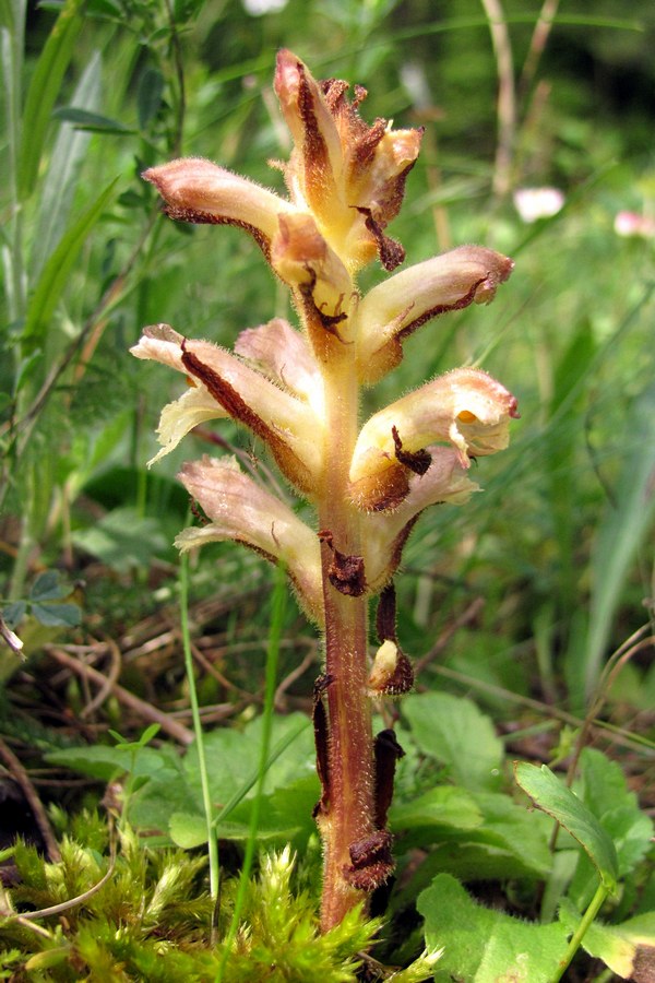 Изображение особи Orobanche lutea.