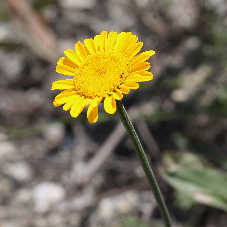 Image of Anthemis tinctoria specimen.