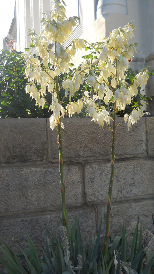 Image of Yucca filamentosa specimen.