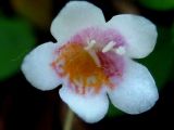 Linnaea borealis. Цветок. Республика Саха (Якутия), Томпонский р-н, с. Кескил. 25.06.2012.