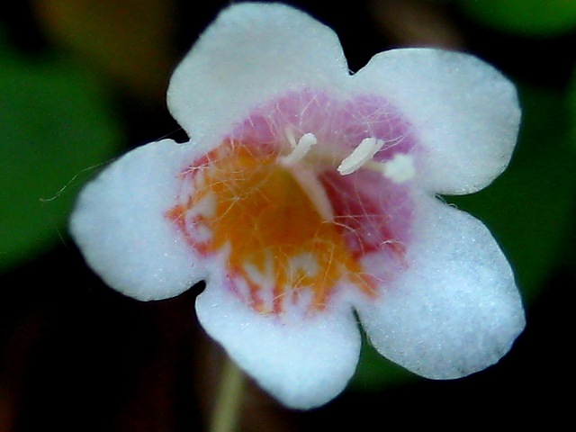 Image of Linnaea borealis specimen.