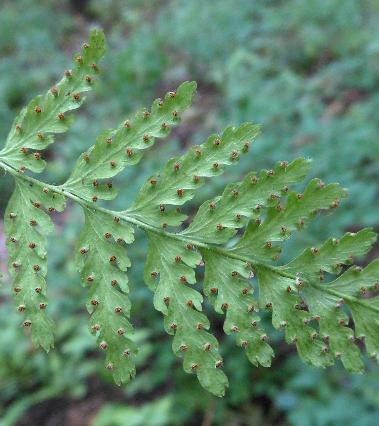 Image of Dennstaedtia hirsuta specimen.