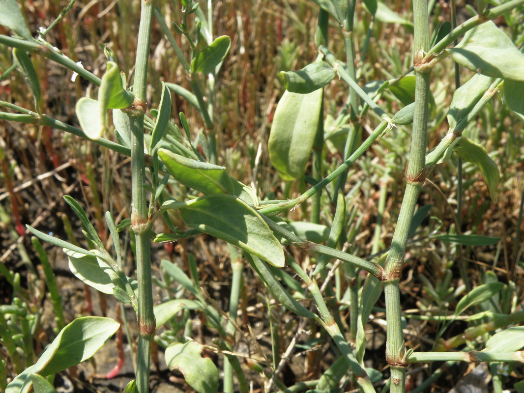 Image of Polygonum arenarium specimen.