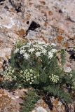 Schrenkia golickeana. Цветущее растение. Южный Казахстан, горы Каракус. 20.04.2012.