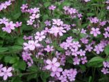 Saponaria ocymoides