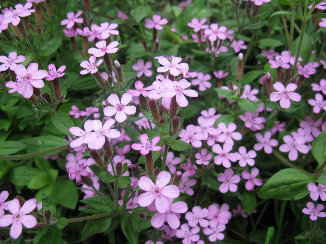 Изображение особи Saponaria ocymoides.