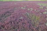 Salicornia perennans. Заросли на берегу солёного озера Чокрак. Крым, Керченский п-ов, окр. с. Курортное. 03.08.2012.