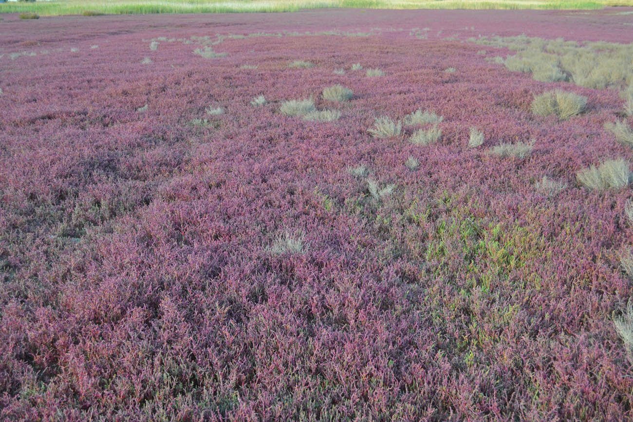 Image of Salicornia perennans specimen.